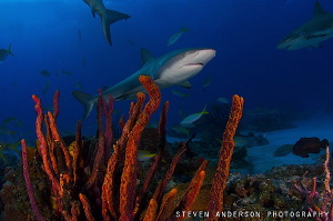 The Bahamas offer clear blue water, colorful reefs and lo... by Steven Anderson 
